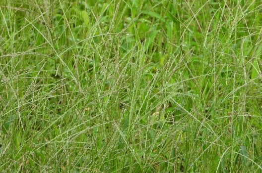 メヒシバという雑草は駆除対象 除草剤や防草シートで庭を守る方法 草刈り 芝刈り 草むしり 草取り 間伐 即受付 草刈りお助け隊